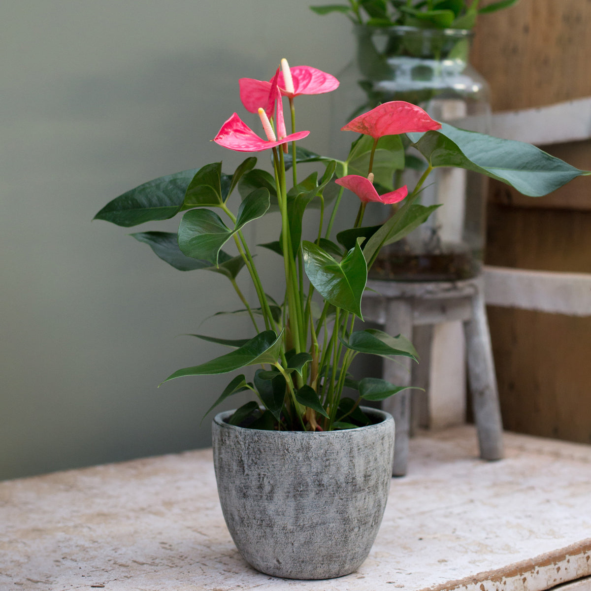 Anthurium rose - Willemse