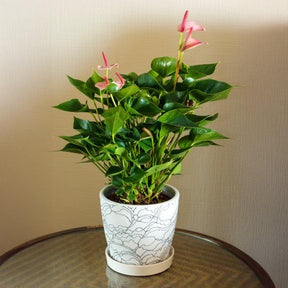 Anthurium andreanum Sweet Dream - Anthurium rose - Plantes fleuries