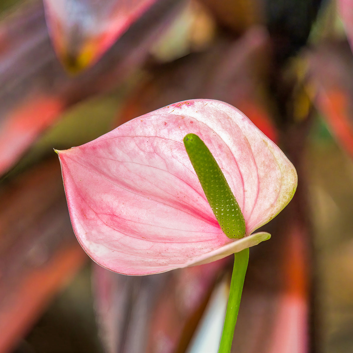 Anthurium rose - Anthurium andreanum Sweet Dream - Willemse