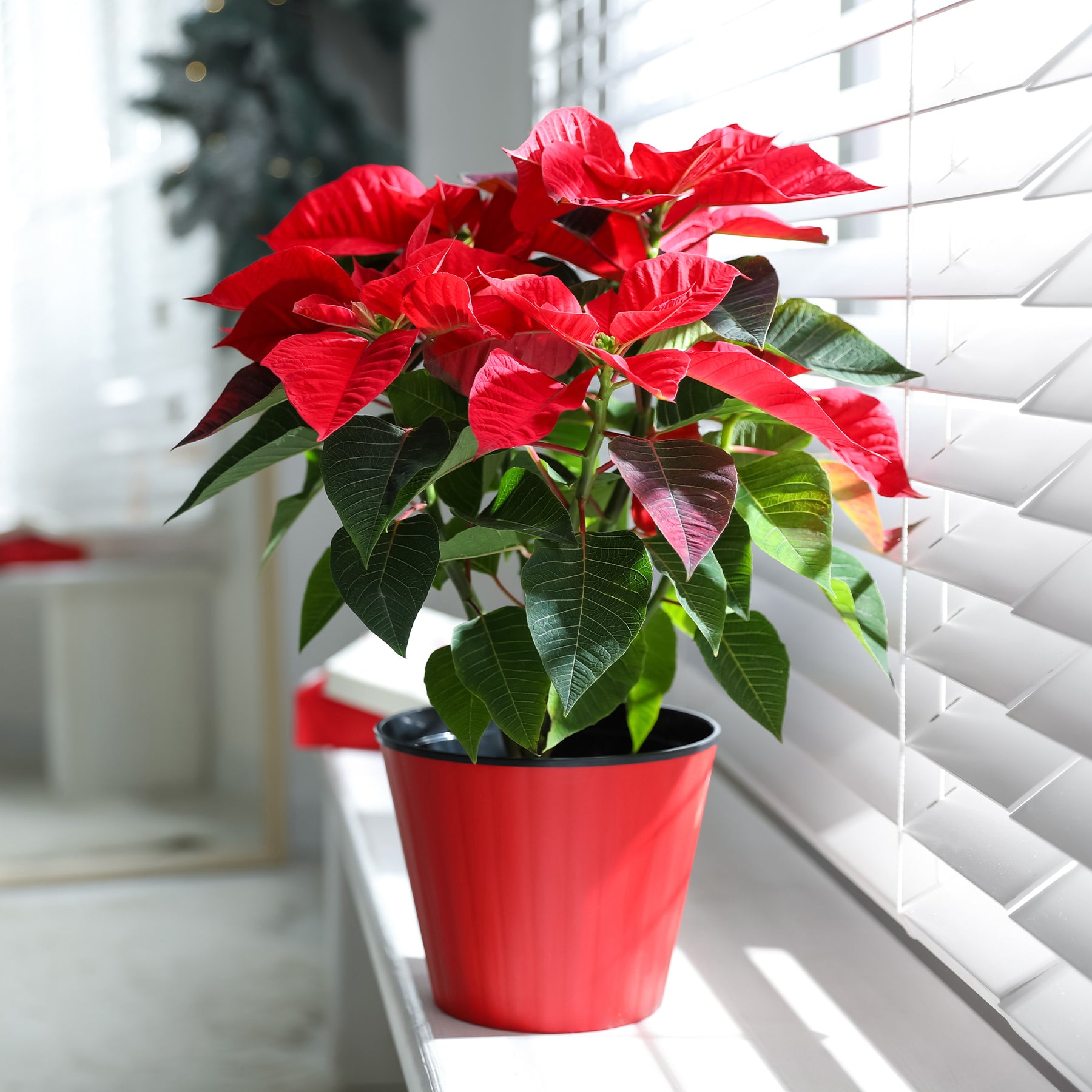 Plantes fleuries - Poinsettia Rouge - Euphorbia pulcherrima red