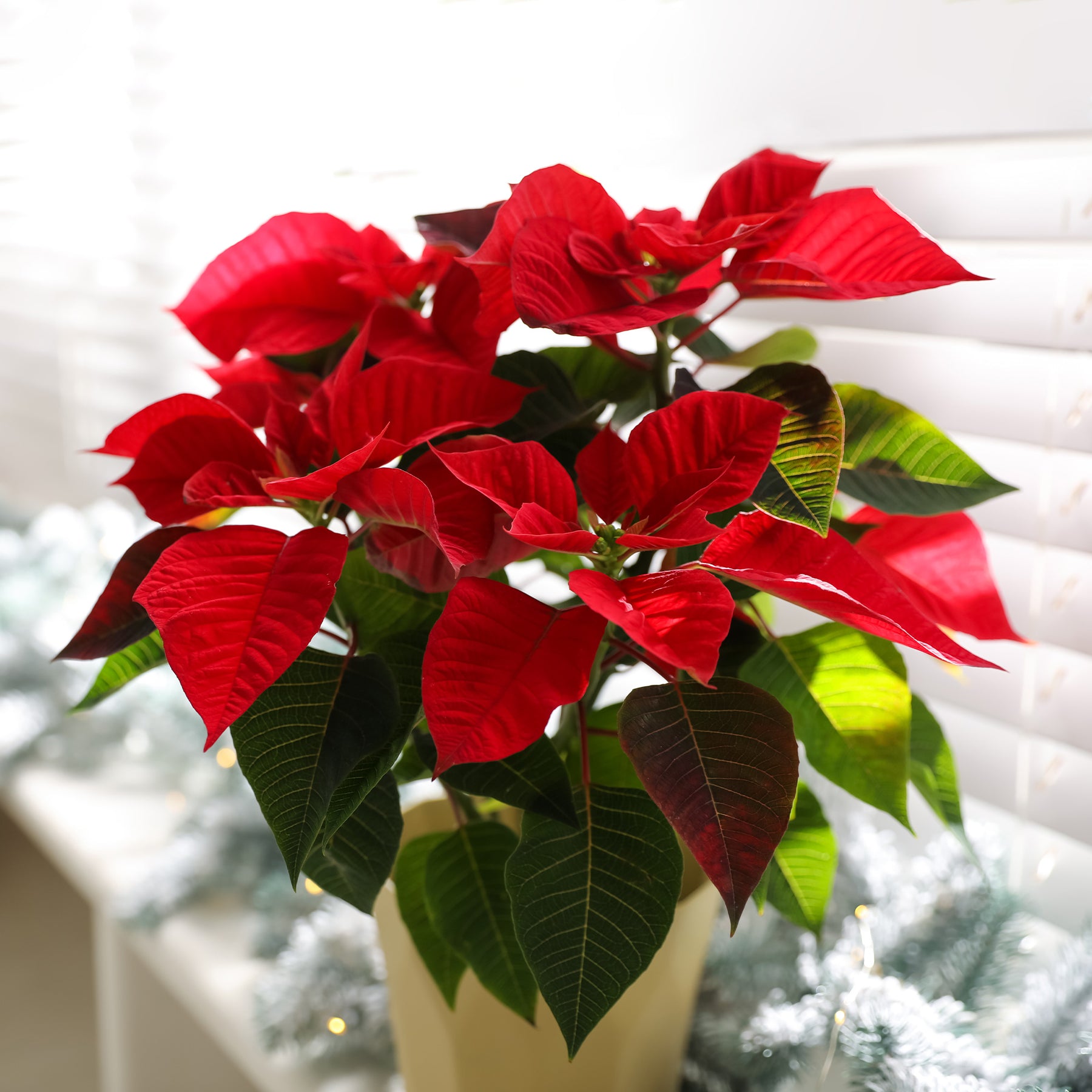 Euphorbia pulcherrima red - Poinsettia Rouge - Plantes fleuries