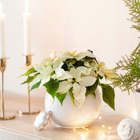 Euphorbia pulcherrima white - Poinsettia Blanc - Plantes fleuries