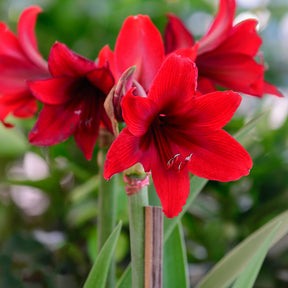 Amaryllis  Gloss Gold - Wax Amaryllis  Gloss Gold - Plantes fleuries