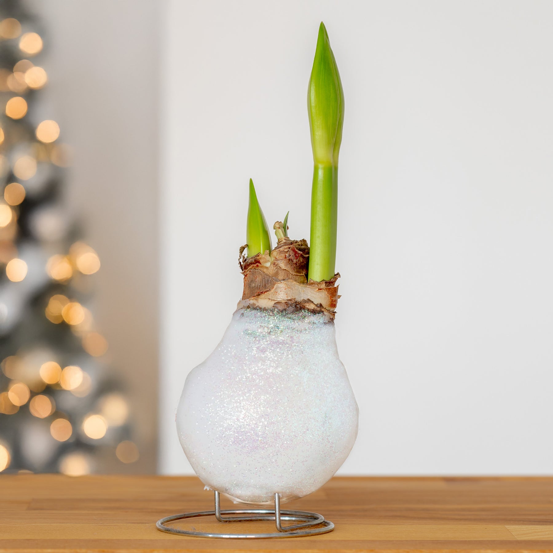 Wax  Amaryllis Magic White - Willemse