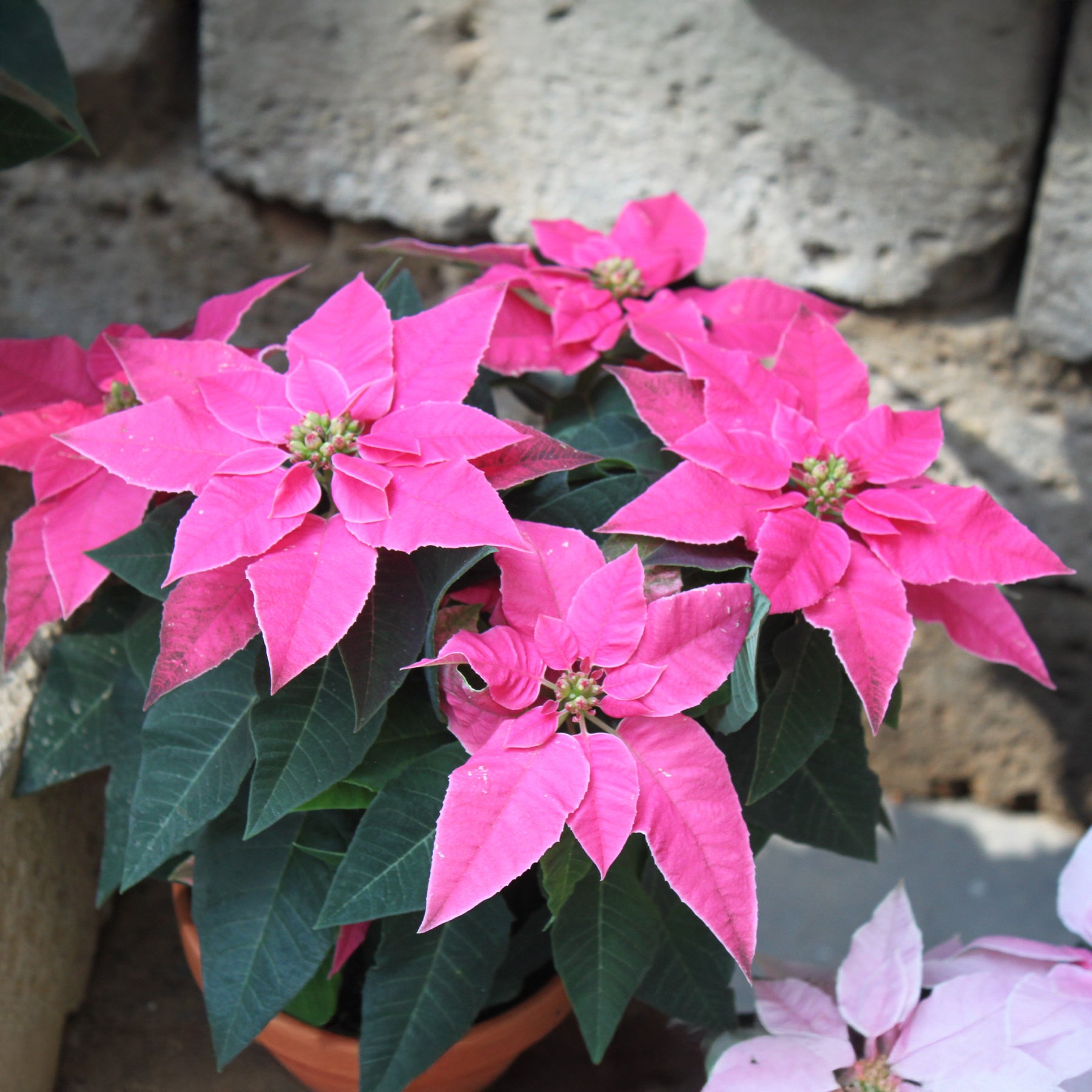 Poinsettia Rose - Willemse