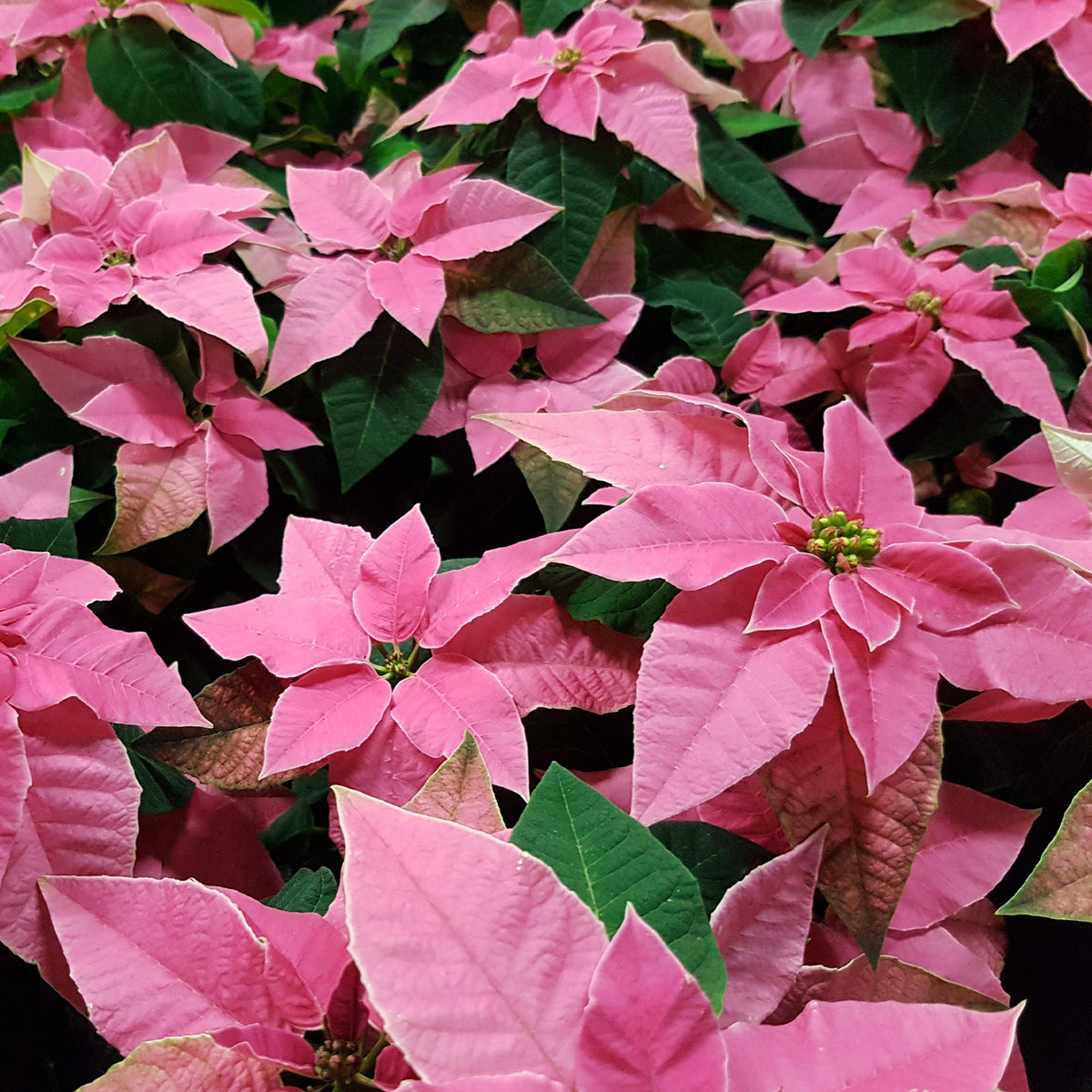 Poinsettia Rose - Euphorbia pulcherrima pink - Willemse