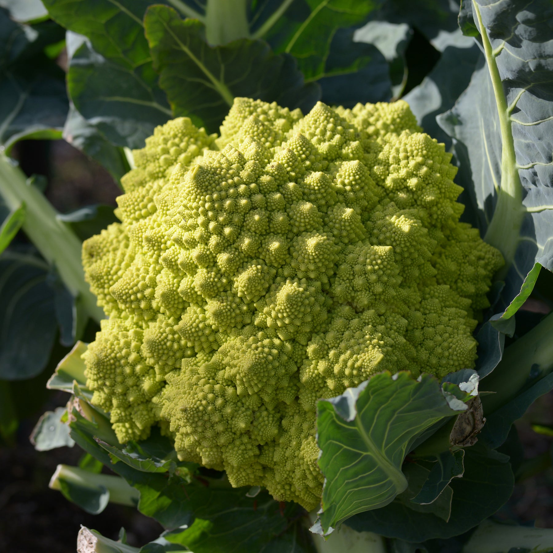 Brassica oleracea botrytis romanesco - Chou brocoli Romanesco - Choux