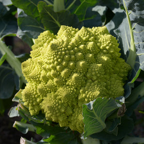 Brassica oleracea botrytis romanesco - Chou brocoli Romanesco - Choux