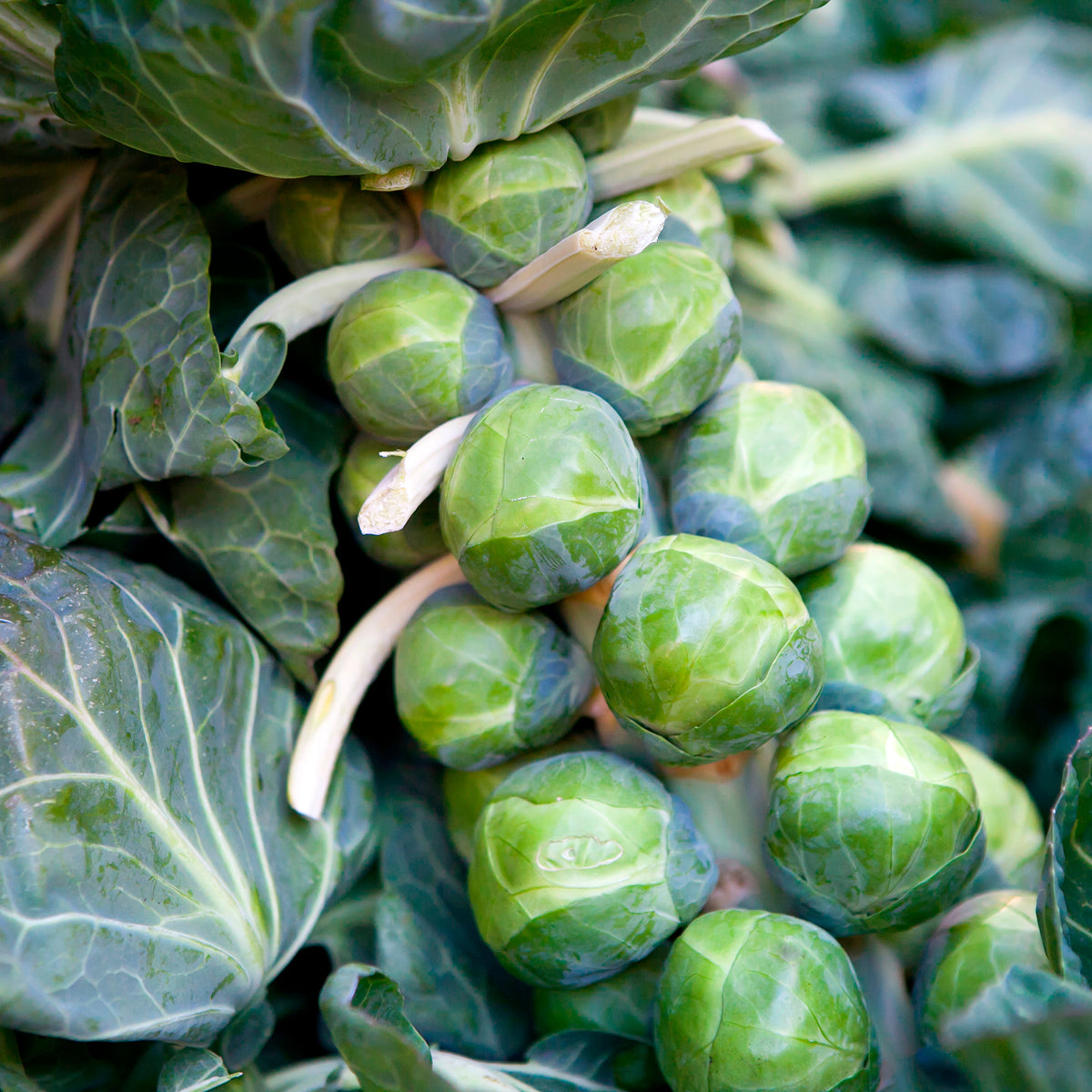 Chou de Bruxelles De Rosny - Willemse