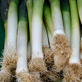Poireau Long de Nice 2 - Willemse