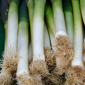 Poireau Long de Nice 2 - Willemse