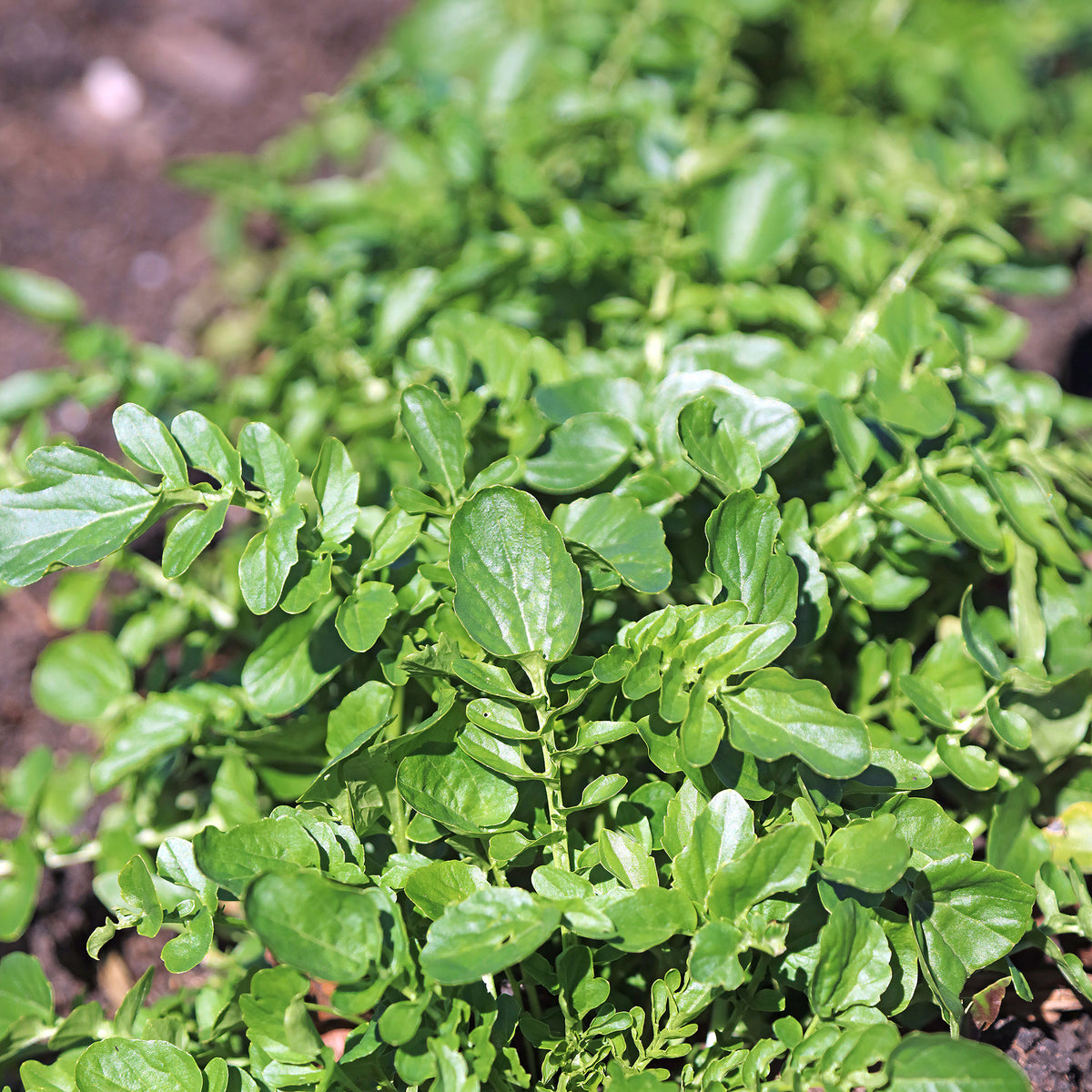 Cresson de jardin - Willemse