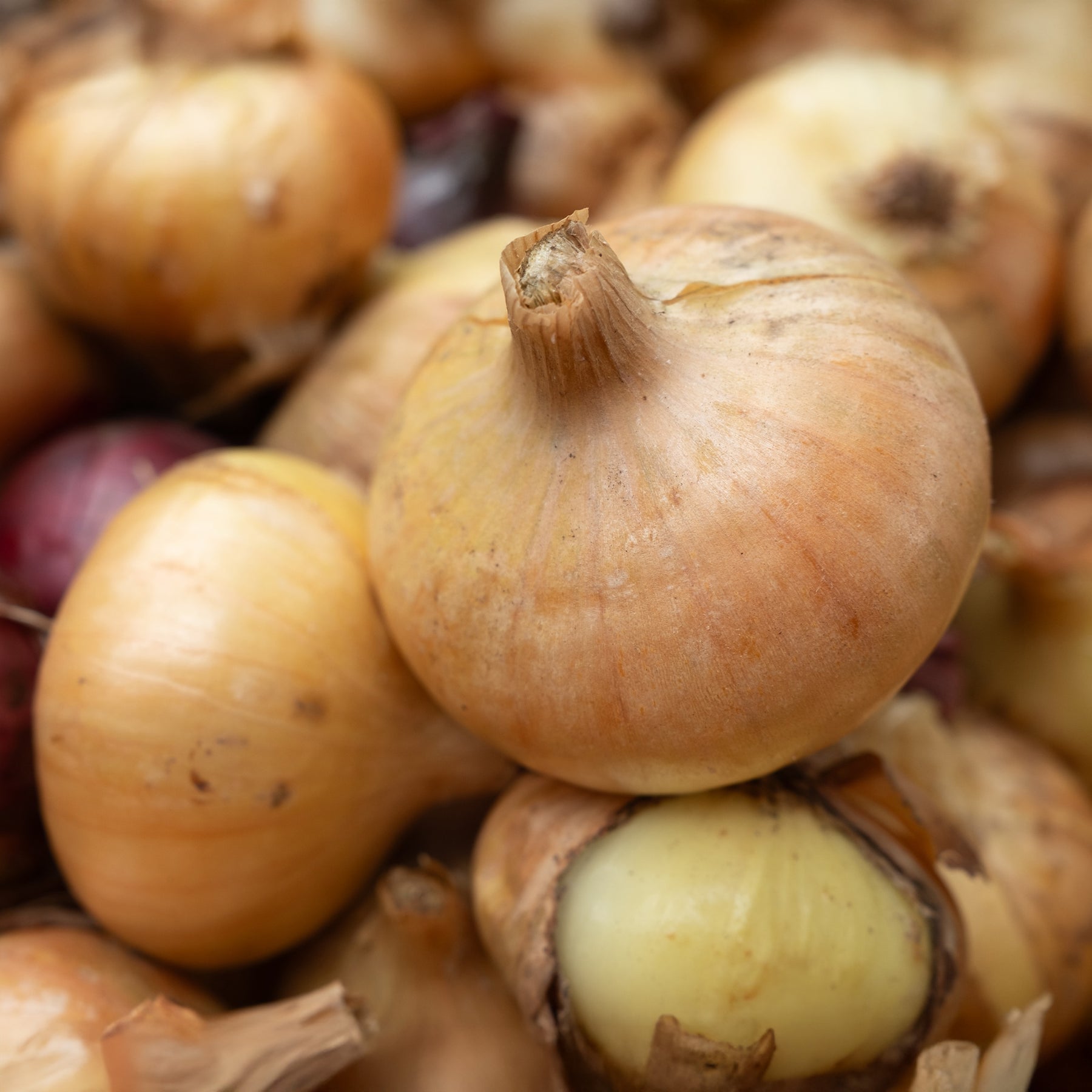 Oignon jaune Paille des Vertus - Allium cepa Paille des Vertus - Willemse