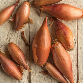 Oignon-échalion Zebrune - Willemse