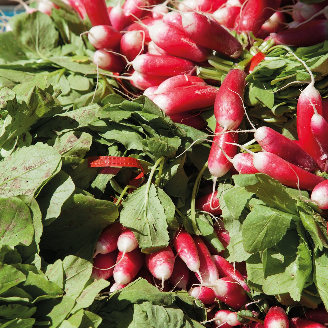 OIGNON Jaune Des Cévennes - Graines Bio - Foto 8