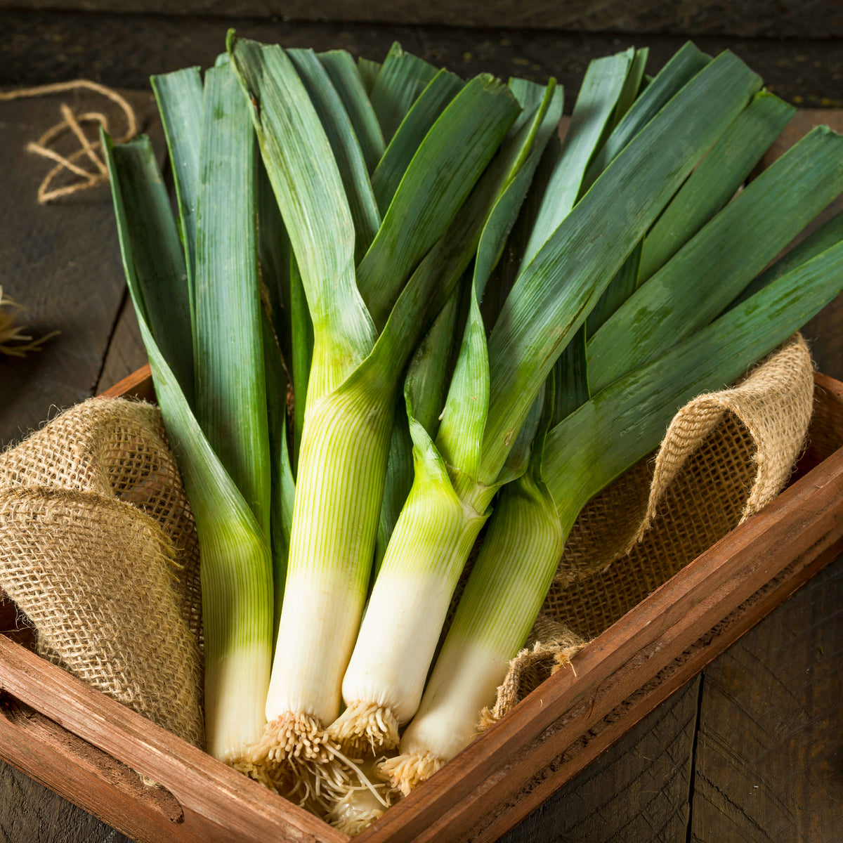 Poireau Armor - Willemse