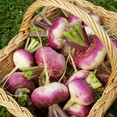 Navet D'Auvergne Tardive - Willemse