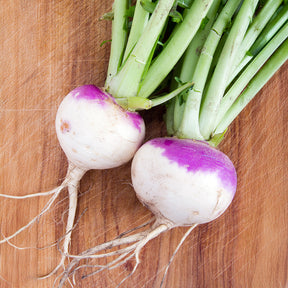 Navet D'Auvergne Tardive - Brassica rapa - Willemse