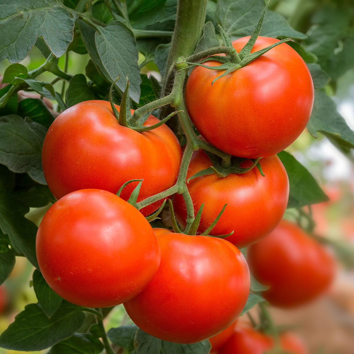 Tomate Beefmaster F1 - Solanum lycopersicum beefmaster f1 - Graines de fruits et légumes