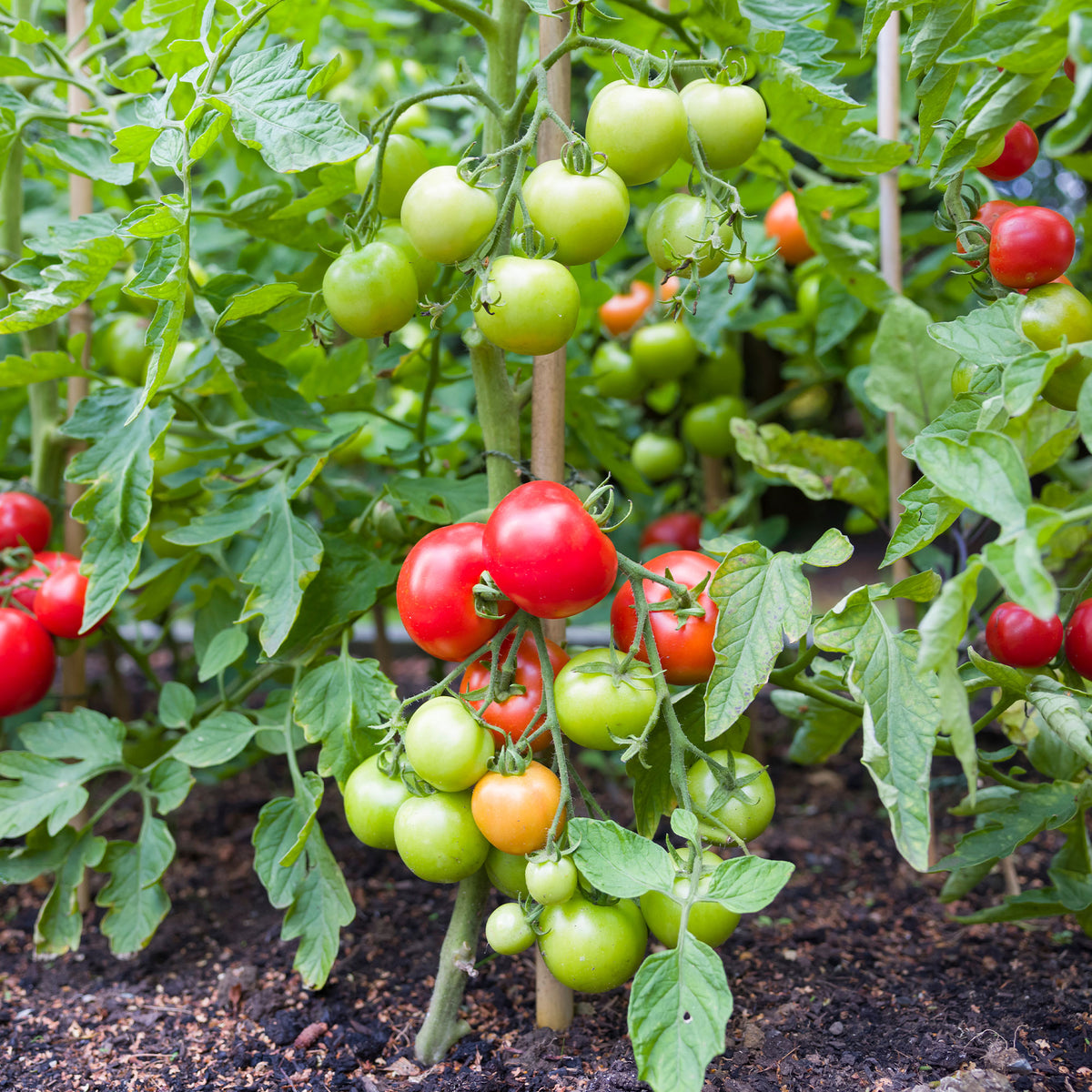 Tomate Vitador F1 - Willemse