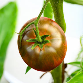 Tomate Noire russe - Solanum lycopersicum noire russe - Willemse