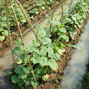 Vente Concombre Vert long maraîcher - Cucumis sativus vert long maraîcher