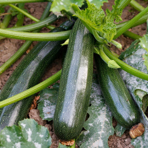 Courgette Black Beauty - Willemse