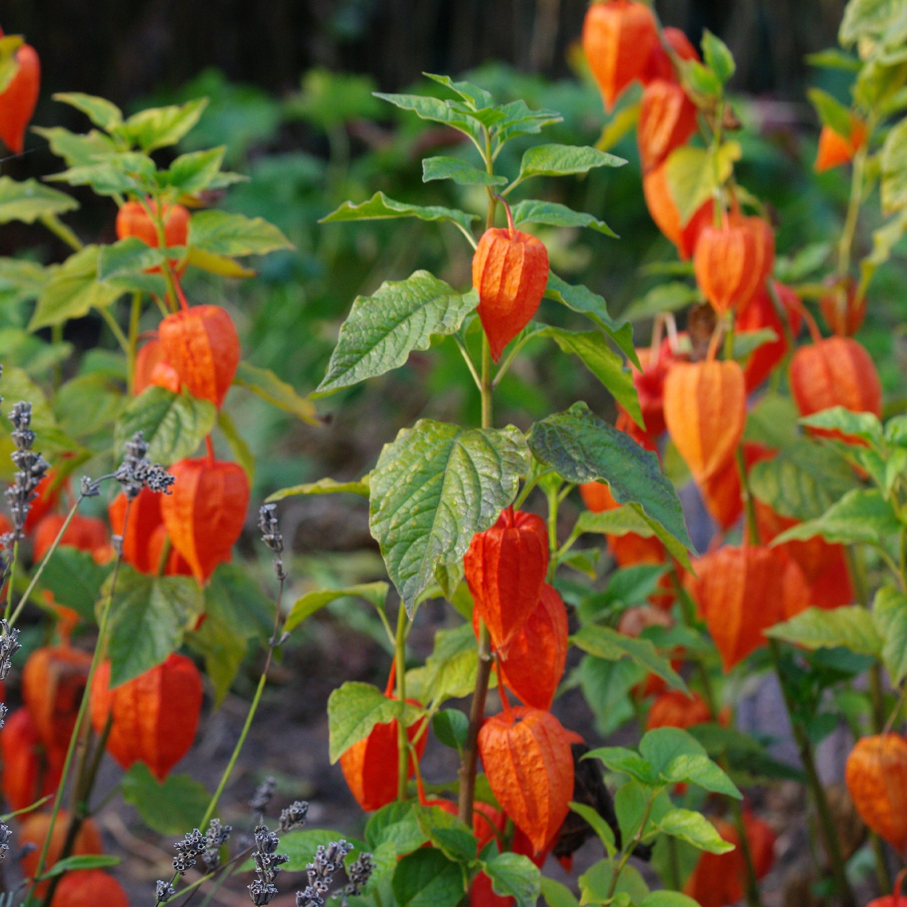 Coqueret du Pérou - Physalis peruviana - Willemse