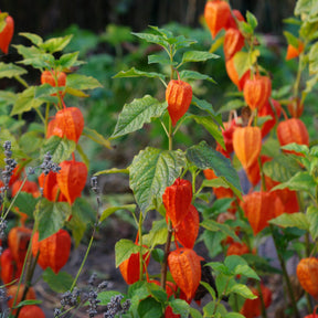 Coqueret du Pérou - Physalis peruviana - Willemse