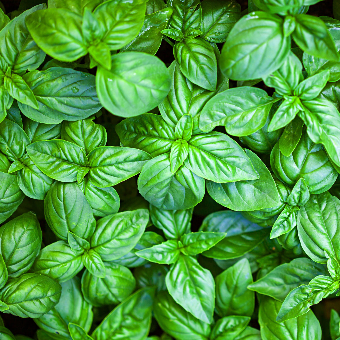 Basilic Grand vert - Willemse