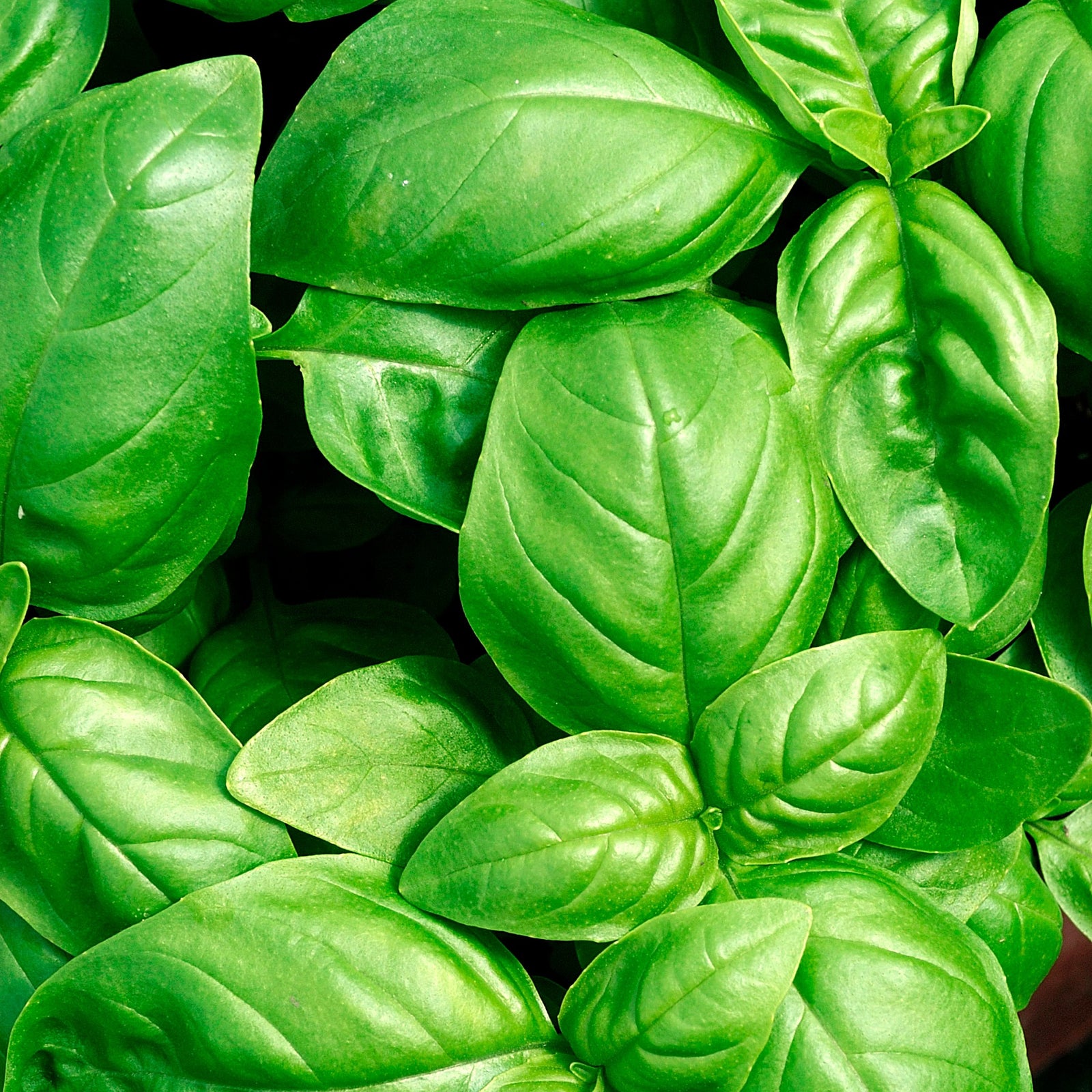 300 Graines De Basilic Grand Vert Genovese - Le Grenier D'Abondance | Pour Pesto Et Cuisine Maison