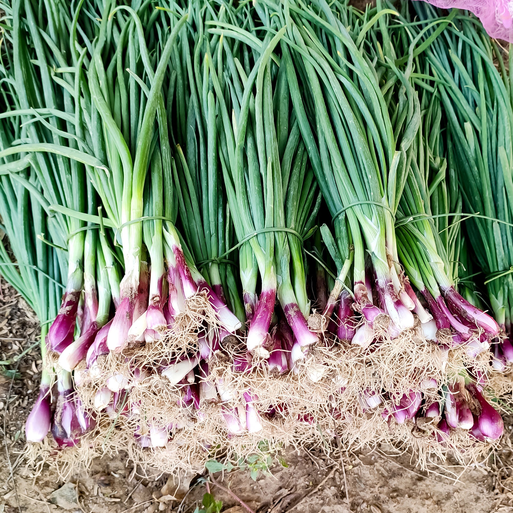 Ciboule Commune Rouge - Allium fistulosum - Willemse