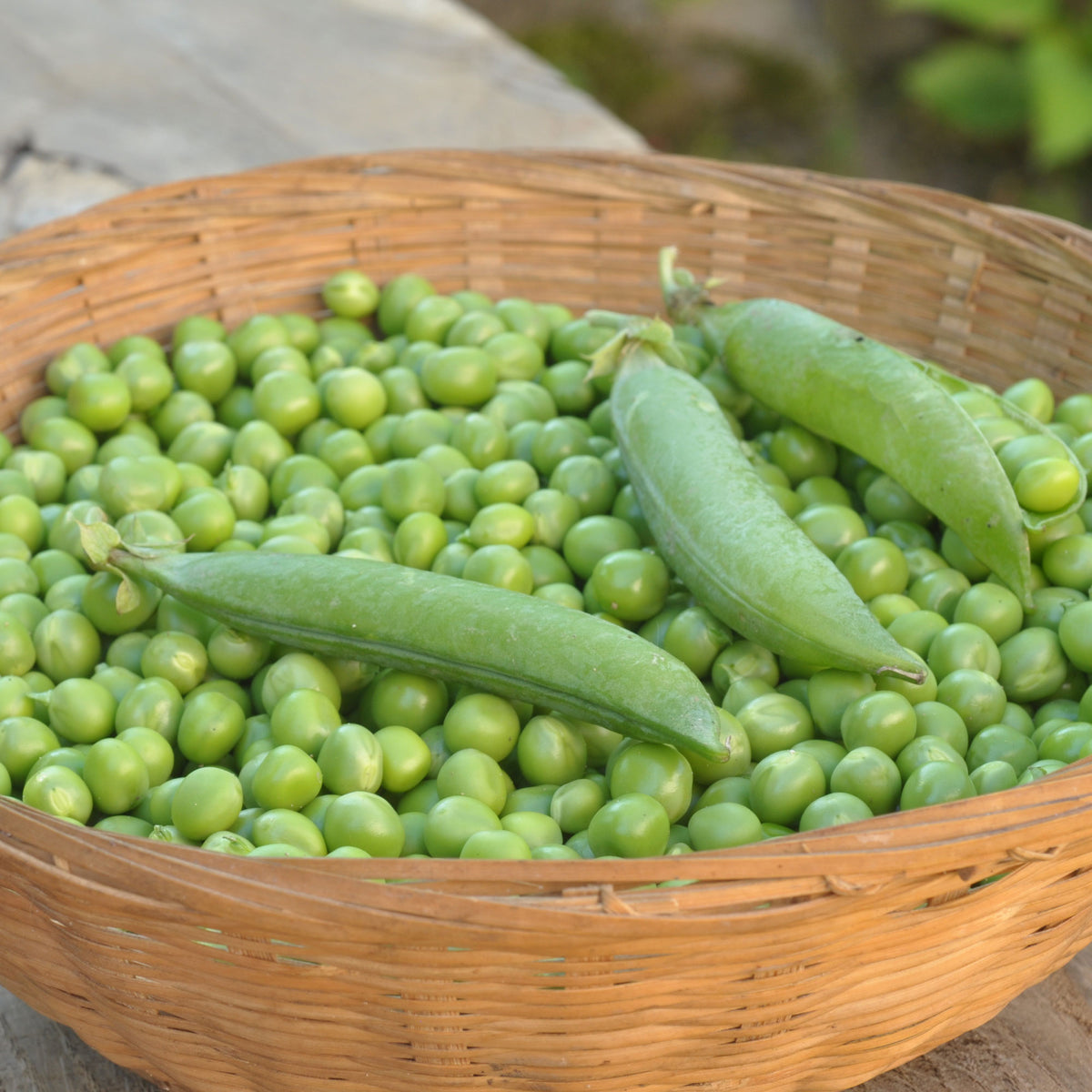 Pois nain ridé Cash - Pisum sativum cash (obt. clause) - Willemse