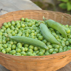 Pois nain ridé Cash - Pisum sativum cash (obt. clause) - Willemse