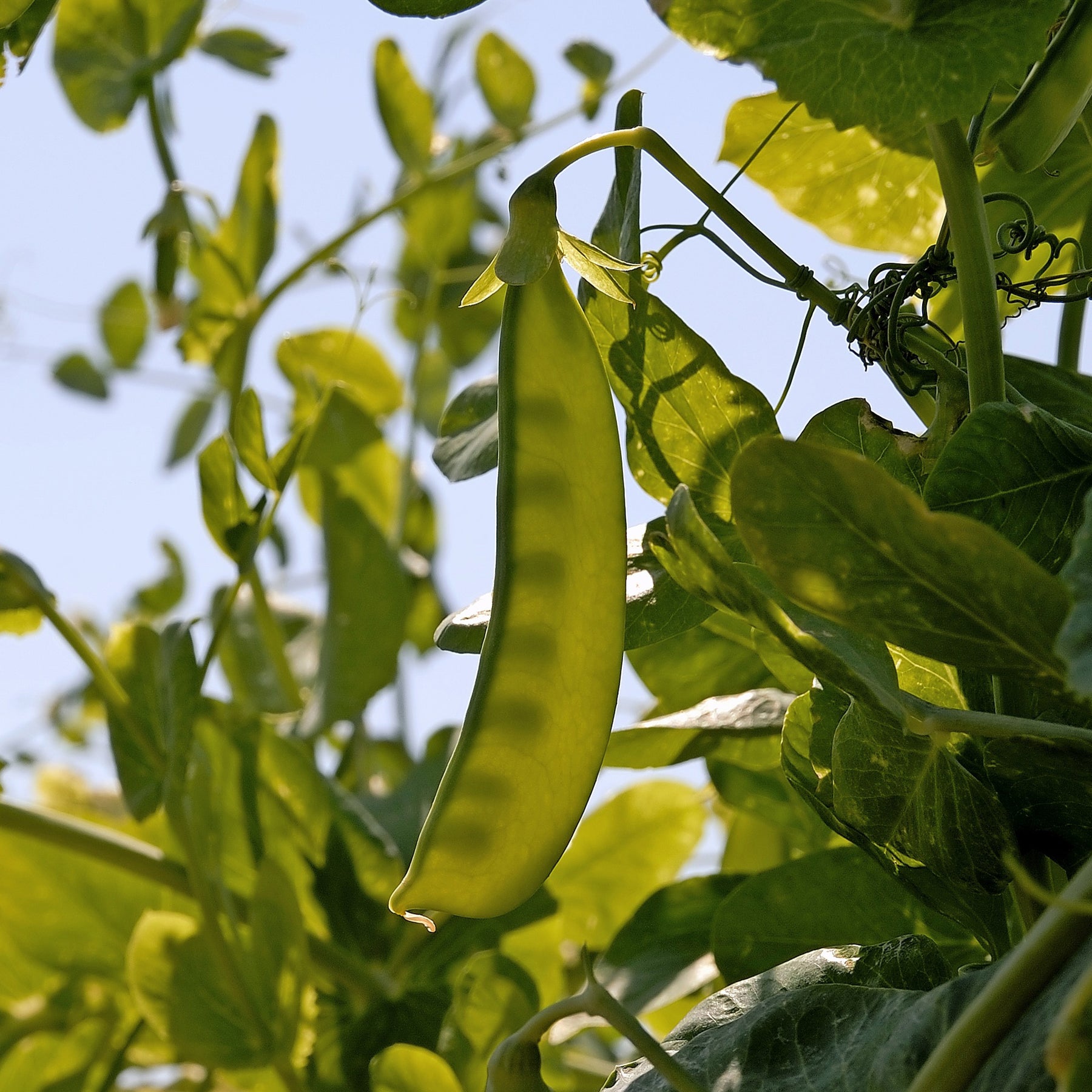 Pois nain mangetout Bamby - Willemse