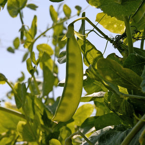 Pois nain mangetout Bamby - Willemse