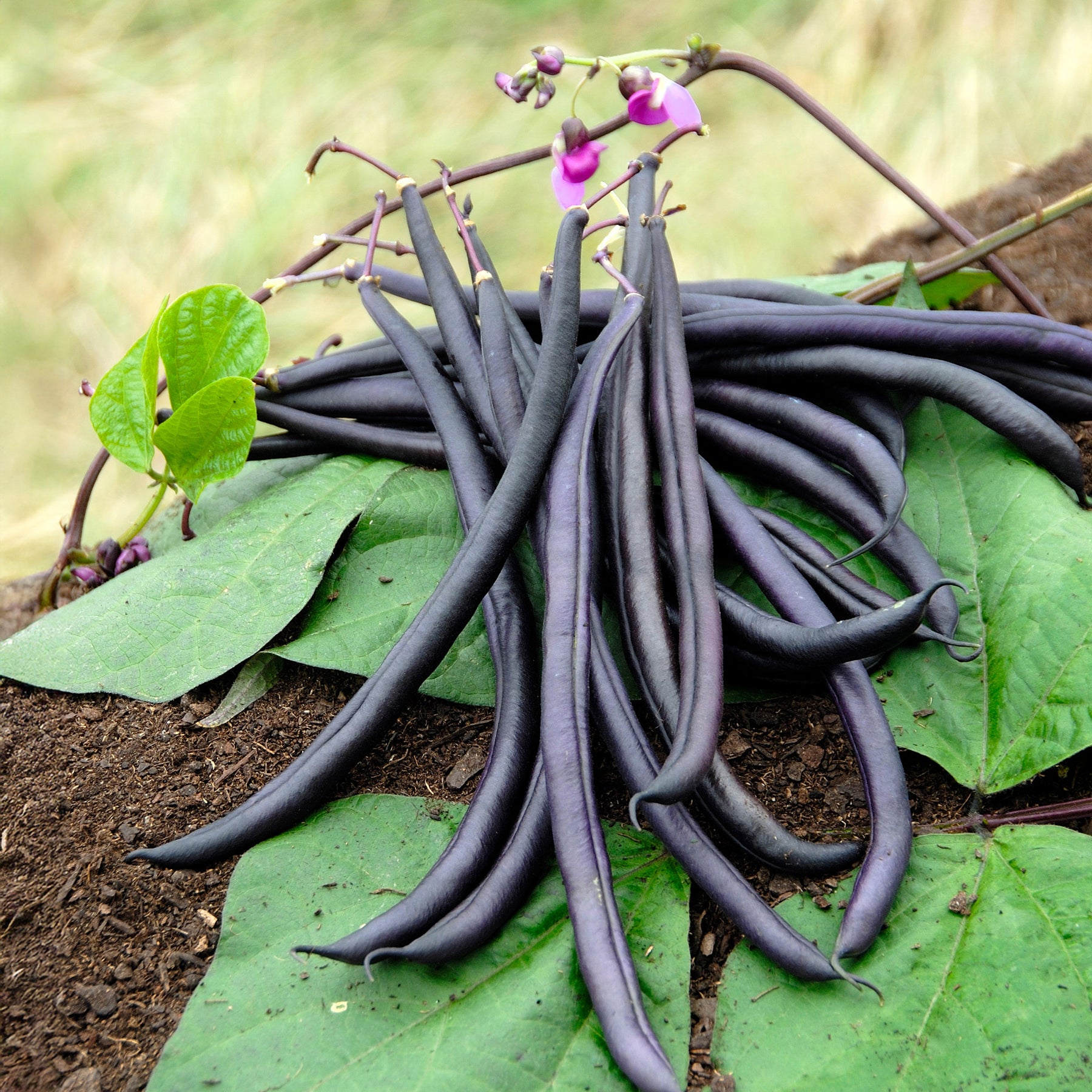 Haricot mangetout Purple Queen - Phaseolus vulgaris purple queen - Willemse