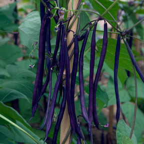 Phaseolus vulgaris - Haricot à rames à cosse violette - Haricots à rames