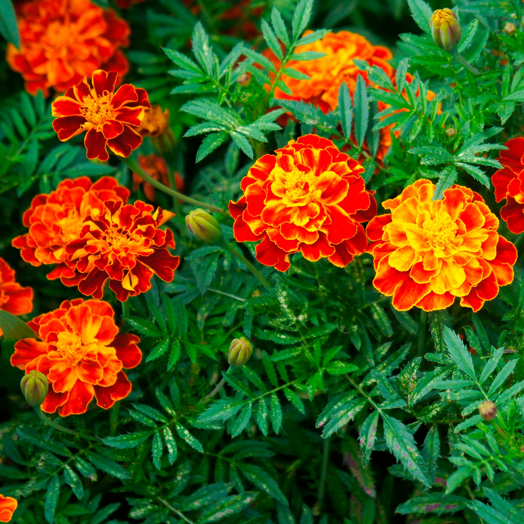 Œillets d'Inde et roses d'Inde - Oeillet d'Inde Honeycomb - Tagetes patula Honeycomb