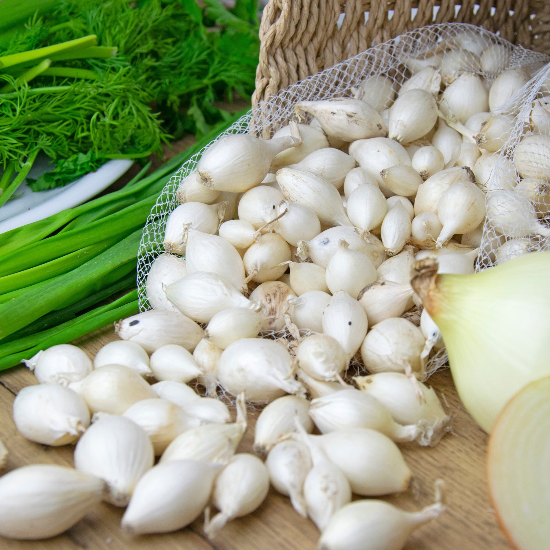 Allium cepa snowball, stuttgart, brunswick - Collection de 3 Oignons: Snowball, Stuttgart, Brunswick - Bulbes d'oignons