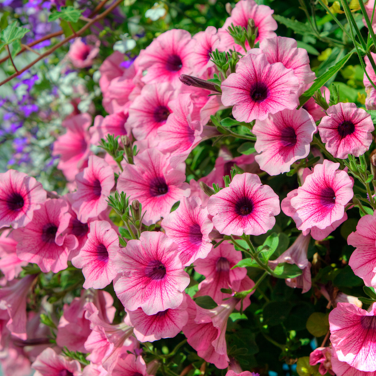 3 Pétunias retombants roses