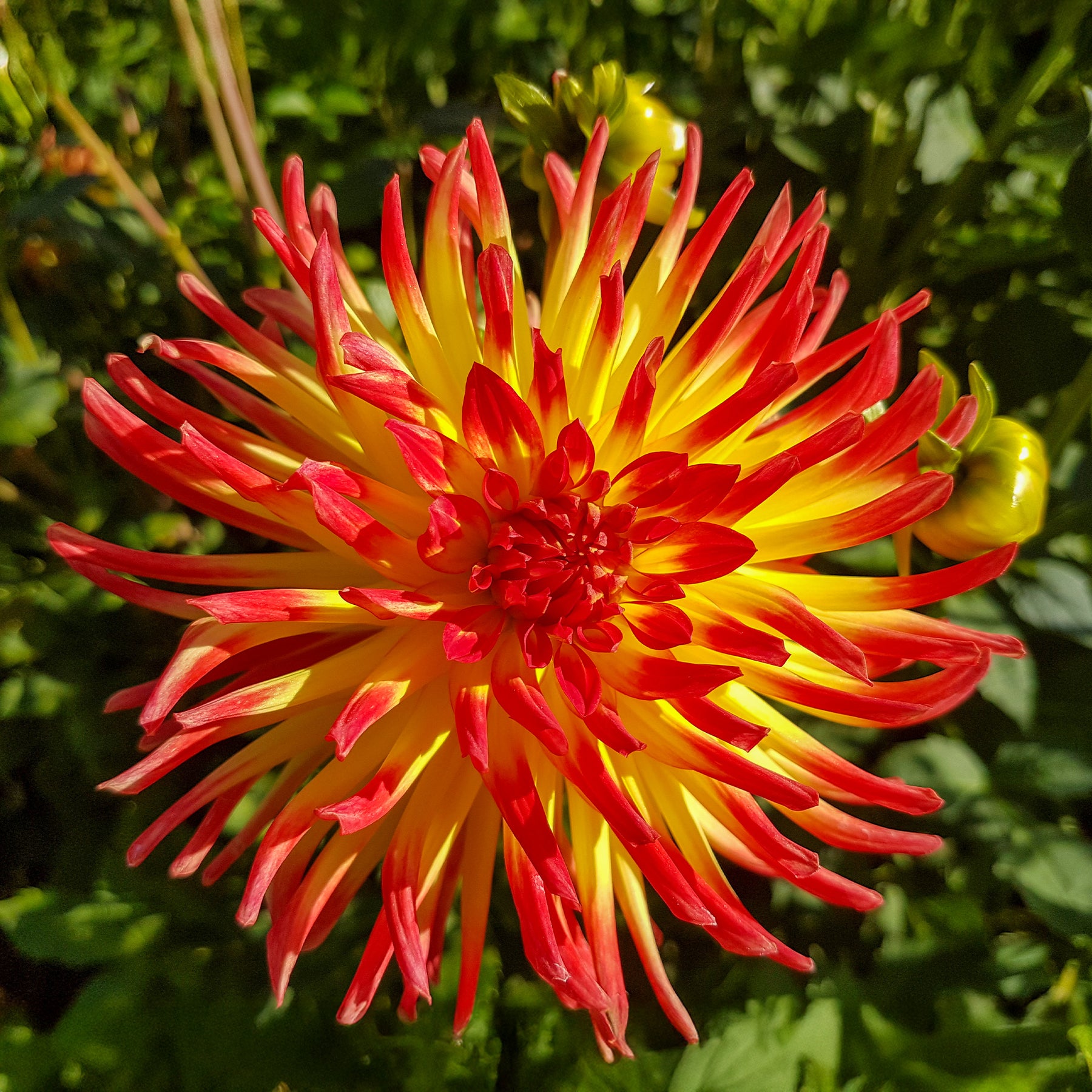 Dahlia cactus oiseau de feu - 3 Dahlias cactus Oiseau de Feu - Dahlia