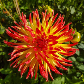 Dahlia cactus oiseau de feu - 3 Dahlias cactus Oiseau de Feu - Dahlia