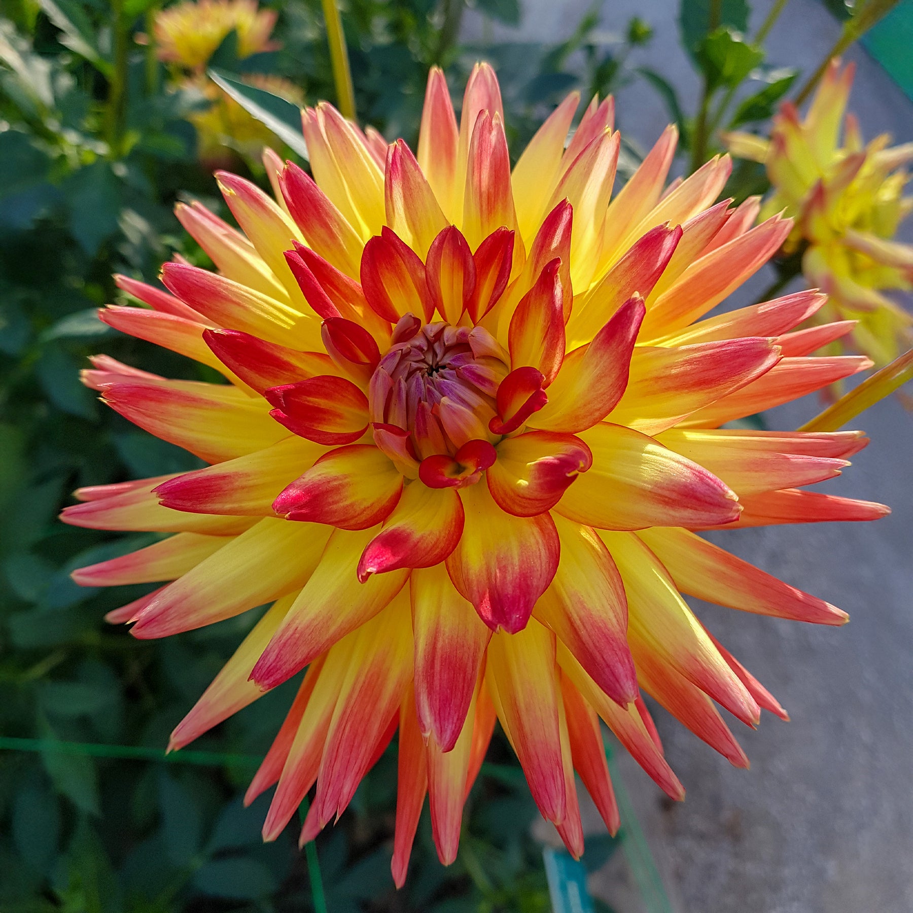 Dahlia - 3 Dahlias cactus Oiseau de Feu - Dahlia cactus oiseau de feu