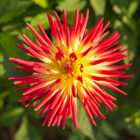 Vente 3 Dahlias cactus Oiseau de Feu - Dahlia cactus oiseau de feu
