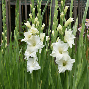 25 Glaïeuls White Prosperity - Willemse