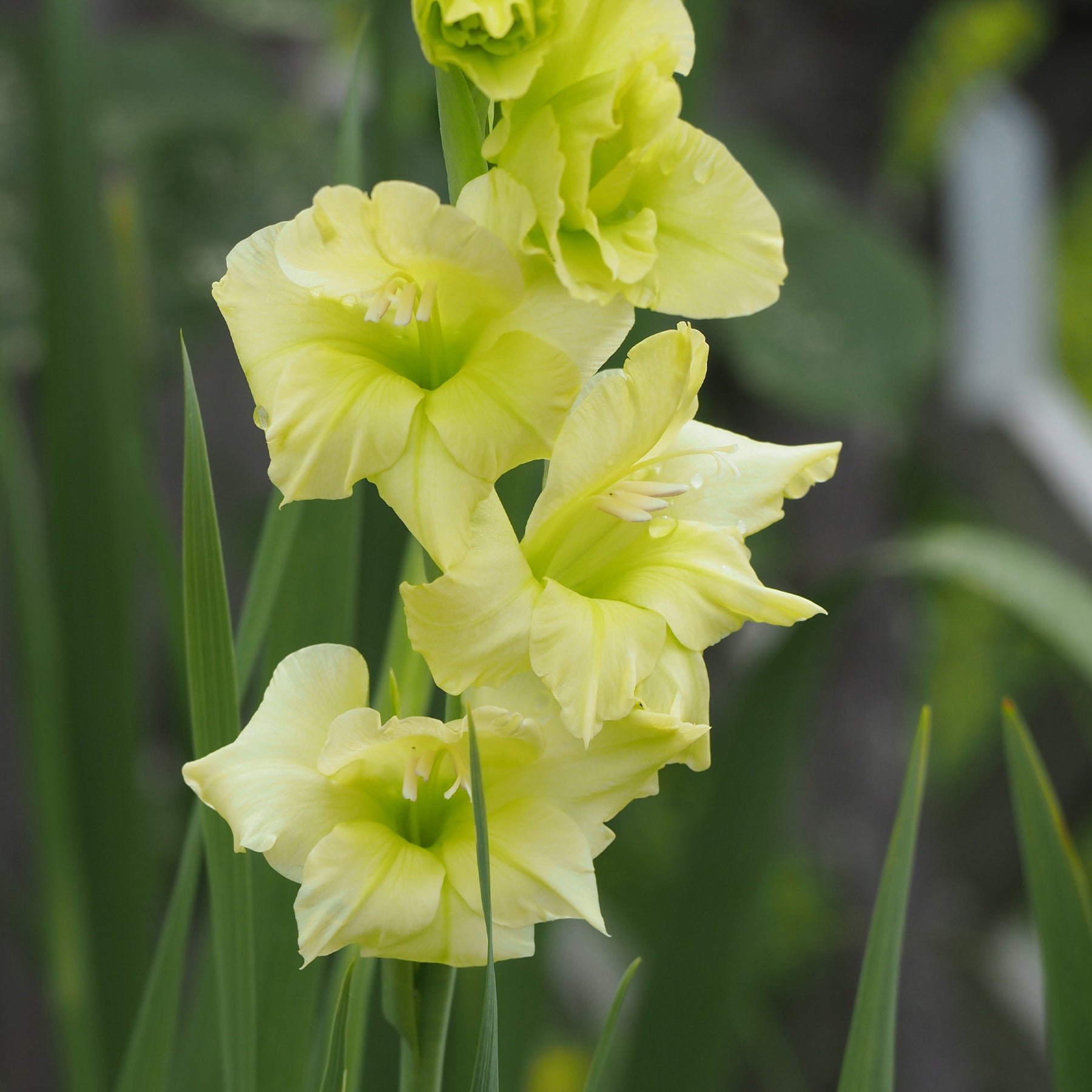 Gladiolus Dingadong - 25 Glaïeuls Dingadong - Glaïeul