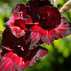 25 Glaïeuls Black Surprise - Gladiolus Black Surprise - Willemse