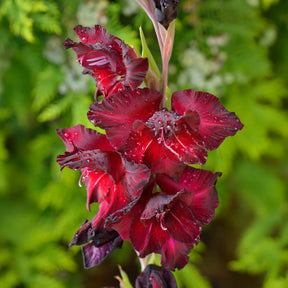 Gladiolus Black Surprise - 25 Glaïeuls Black Surprise - Glaïeul