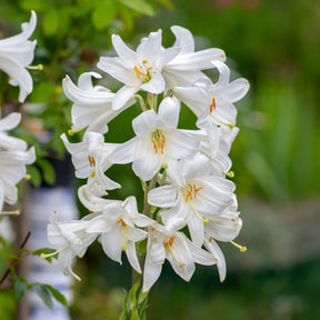 2 Lis de la Madone - Willemse